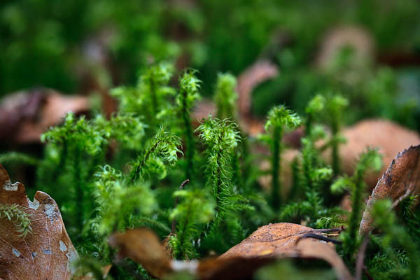 QEFP ferns or mosses QEFP ferns or mosses