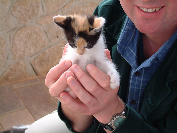 kitten kitten