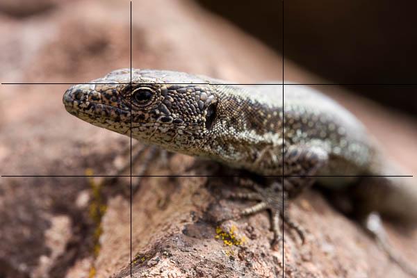 Madeiran Wall Lizard Madeiran Wall Lizard
