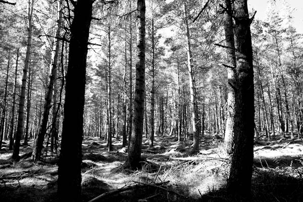 _mg_8181 _mg_8181