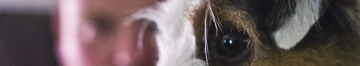 Masthead header